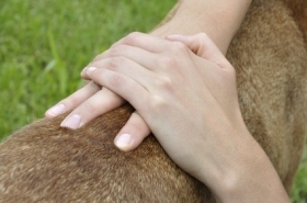 LA MASSOTHERAPIE POUR VOTRE CHIEN OU VOTRE CHAT - Massothérapeute canin et félin