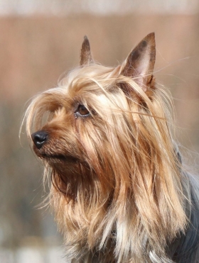 Suite (Irex) - Massothérapeute canin et félin