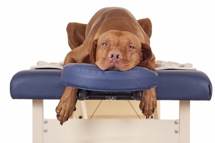 Motifs habituels d'intervention en Massothérapie - Massothérapeute canin et félin